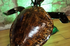 Tortue